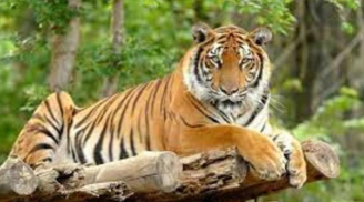 4 con giáp càng già càng có lộc, tài vận hanh thông, sau 40 tuổi giàu sang chạm đỉnh