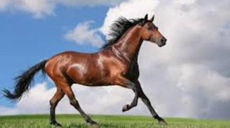 Hết hôm nay 31/8, 3 con giáp vượng vận quý nhân, Tiền- Tình-Danh rực rỡ, một bước đổi đời giàu sang