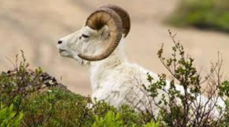 Mùng 1 sớm mai, mùng 2 đầu tháng: 3 con giáp đỏ như son, Tiền - Tài - Danh khó ai sánh bằng