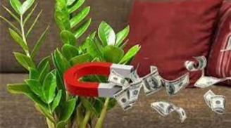 Cây phong thủy hợp mệnh 12 con giáp hút vận may và tài lộc, trồng 1 cây trong nhà giàu có khó ai bằng