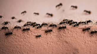 Tại sao đàn kiến luôn bò theo một hàng thẳng cho đến khi tìm được mồi?