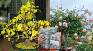 Nghèo cũng đừng chặt bỏ 3 loại cây: Càng lâu năm lộc lá càng nhiều, con cháu 3 đời hưởng lộc