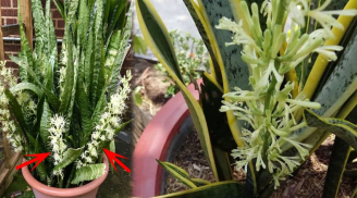 3 loại cây cảnh chỉ nở hoa khi thần Tài đến, nhà ai có tha hồ mà hưởng lộc