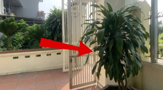 Có nên trồng cây thiết mộc lan trước cổng nhà không?
