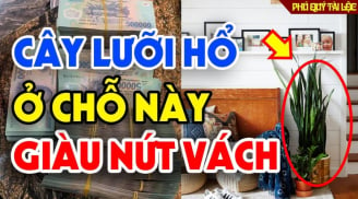 Vị trí vàng đặng cây lưỡi hổ, lộc 'cuộn vào nhà', tiền về tới tấp