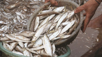Loại cá ngày xưa không ai thèm bắt, nay thành đặc sản bán 300.000 đồng/kg