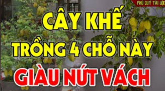 Trồng khế trước cửa: 2 ‘cần’ - 1 ‘tránh’ lộc lá tiền của mới đổ về