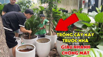 Loại cây trấn lộc - giữ tiền tài, trồng trước cửa con cháu 3 đời phú quý