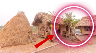 5 loại cây trồng trong dương trạch, cả nhà lao đao 'gánh hạn' quanh năm, đó là 5 cây gì?