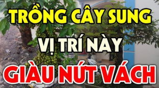 Ông bà ta bảo: Cứ trồng cây này trước cửa nhà là con cháu phú quý 3 đời, cây gì?