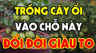 Trồng ổi trước cửa là tốt hay xấu cho vận khí của gia đình?