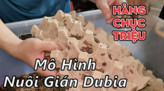 Nuôi loài độc lạ ai cũng chê bẩn, anh nông dân đút túi hàng chục triệu đồng/tháng