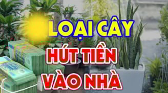 Các cụ bảo: Trồng cây này trước cửa hút tiền hút bạc, cả nhà gặp may