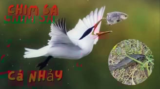 Nghe ông bà ta nhắc: 'Chim sa tận nơi không bắt, cá nhảy tận bờ không ăn', vì sao?