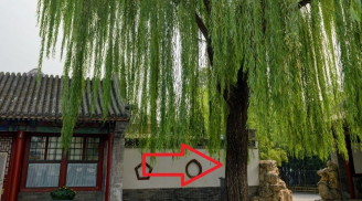 4 loại cây ác trồng trong nhà cây càng xanh tươi người càng khánh kiệt: Đó là cây gì?