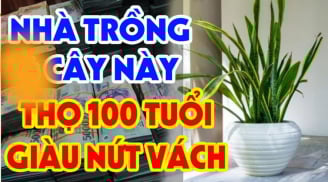 Trong nhà có 2 cây không giàu cũng có phước, con cháu đừng dại dột nhổ bỏ