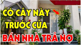 5 loại cây ác không trồng trước nhà, cây càng xanh tươi người càng khánh kiệt: Đó là cây gì?
