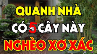 5 cây ác vào nhà, cây càng xanh tốt thì người càng suy kiệt, cây ác là những cây nào?