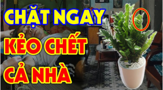 Cây Kim Tiền hợp phong thủy, hút Tài Lộc vào nhà: Nhưng 2 người này rất kỵ, tiền bạc trôi sông, nợ ngập đầu