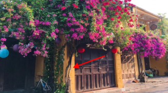 Trong nhà trồng 3 cây, 10 người thì 9 người giàu: Có 1/3 cây Phúc - Lộc tề tựu