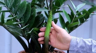 Nghèo trồng cỏ, giàu trồng cây: 6 cây cảnh cực hút tiền, sân nhà có 1/6 cũng tha hồ hưởng