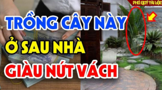 3 loại cây trồng trước cửa lộc về, 4 cây mọc sau nhà Tiền đến, gia chủ hưởng no lộc