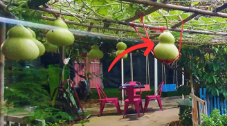 Người xưa dặn: ‘Trồng bầu trước sân nhân đôi tài lộc’, con cháu nghe theo 3 đời giàu