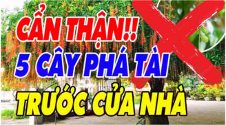 5 loại cây âm Phá Tài, Chặn Lộc: Trồng trước nhà, cây càng xanh người càng suy