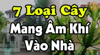 7 loại cây Mang Âm Khí Vào Nhà: Cây càng xanh tươi người càng suy, nhổ ngay trước khi quá muộn, là cây gì?