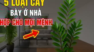 5 loài cây hợp cả Kim -Mộc -Thuỷ -Hoả -Thổ: Trồng vào nhà nào nhà đấy có Lộc ngay