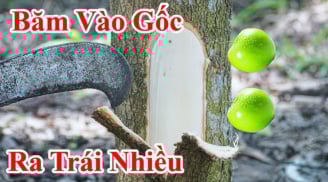 Mùng 5/5 Tết Đoan Ngọ đáng sợ nhất là Khảo Cây Lấy Quả, vì sao lại sợ?