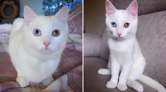 Mèo vào nhà là điềm gì? Giải mã ý nghĩa phong thuỷ và cách hóa giải nếu gặp vận xui