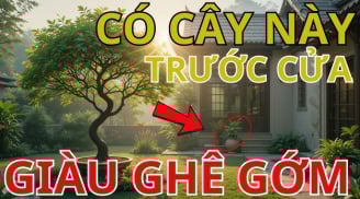 5 loại cây ‘kích lộc’, trồng vào nhà nào nhà nấy giàu to