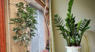 Nhà trồng 5 cây Tiền vơi lại đầy, Phúc - Lộc vô tận, là cây nào?