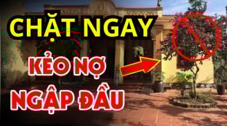 4 loại cây tưởng lành hoá dữ, chặt sớm kẻo rước họa về nhà