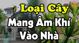 Mang cây âm vào nhà, gia đình muốn giàu cũng khó, đó là những cây nào?