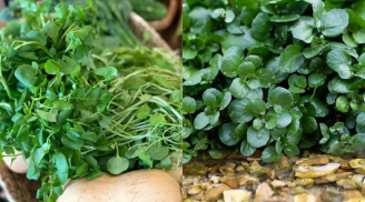 Vì sao cải xoong được mệnh danh là “vua của các loại rau”?