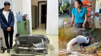 Không biết nuôi gà lôi trắng là phạm luật: Mức phạt cho bị cáo là gì?