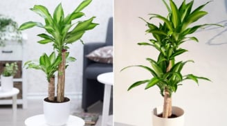 Người giàu thích đặt 5 loài cây này trước cửa, để phú quý, tài lộc và may mắn không ngừng chảy vào nhà