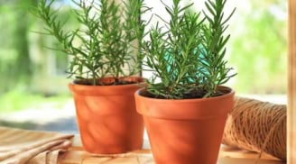 Trồng 3 loại cây cảnh này trong nhà, giúp không gian nhà bạn lúc nào cũng thơm mát, sảng khoái
