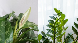 3 loại cây trồng vào nhà: Hết lúa Chúa lại ban, hết tiền Tiên lại cứu