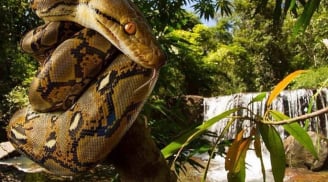 Loài vật dài nhất thế giới, Việt Nam cũng có cá thể dài gần 10 mét