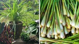 4 loại cây đuổi muỗi, hút sạch cặn bẩn không khí trong nhà