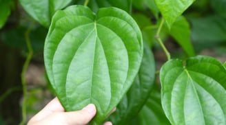 Lợi ích quý giá của lá trầu không, biết sớm hưởng nhiều