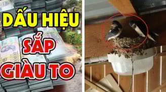 4 con vật “mát vía” vào nhà nào nhà đấy Lộc To, Tiền tự tìm đến