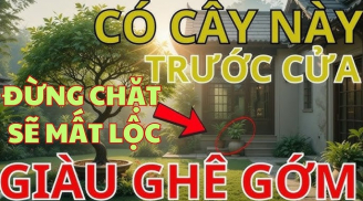Có 3 cây trấn giữ trong nhà, muốn nghèo cũng khó, con cháu “thơm lây”