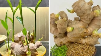 Loại củ đặt trên bàn ngang thần Tài trấn giữ, kéo Tiền Tài về không ngớt