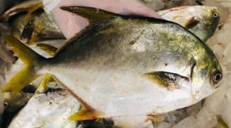Loại cá mệnh danh đầu bảng “tứ quý ngư”, bán 300 nghìn/kg vẫn hết sạch