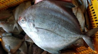 5 loại cá thịt xay ít xương bổ dưỡng, giá chỉ 50 nghìn/kg