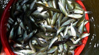 5 loại cá ít xương, không thể nuôi nhân tạo, thấy đừng tiếc tiền mua